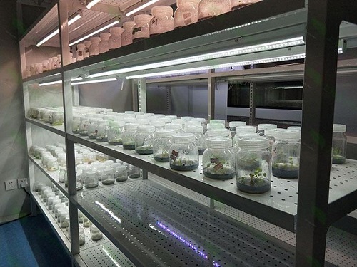 碧江植物组织培养实验室设计建设方案